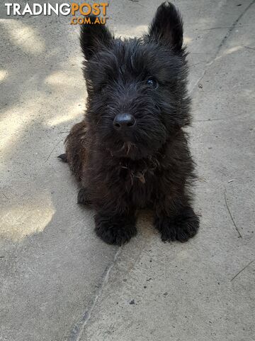 Scottish Terrier