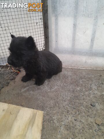 Scottish Terrier