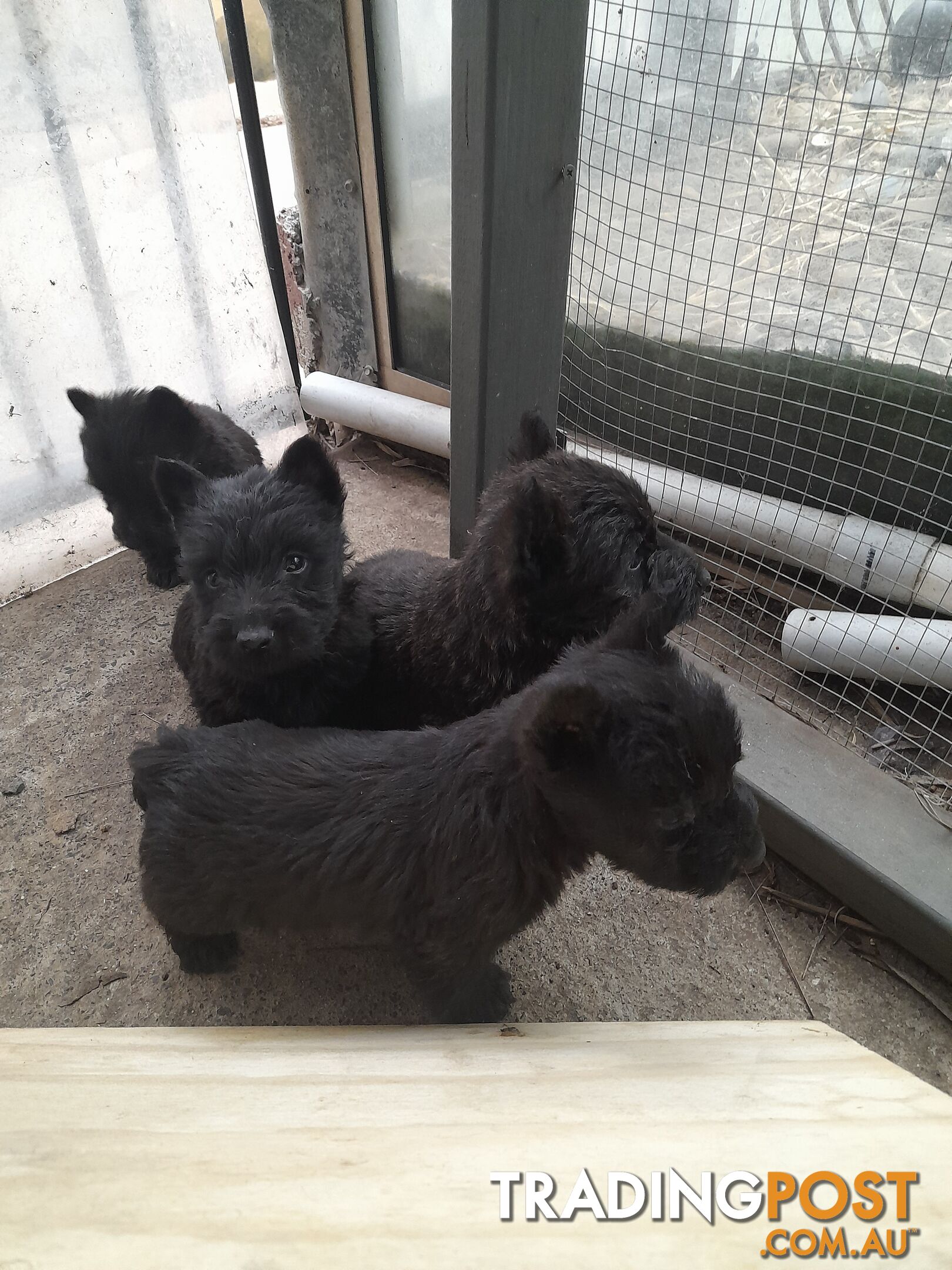 Scottish Terrier