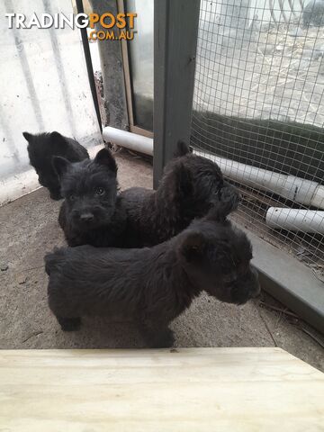 Scottish Terrier