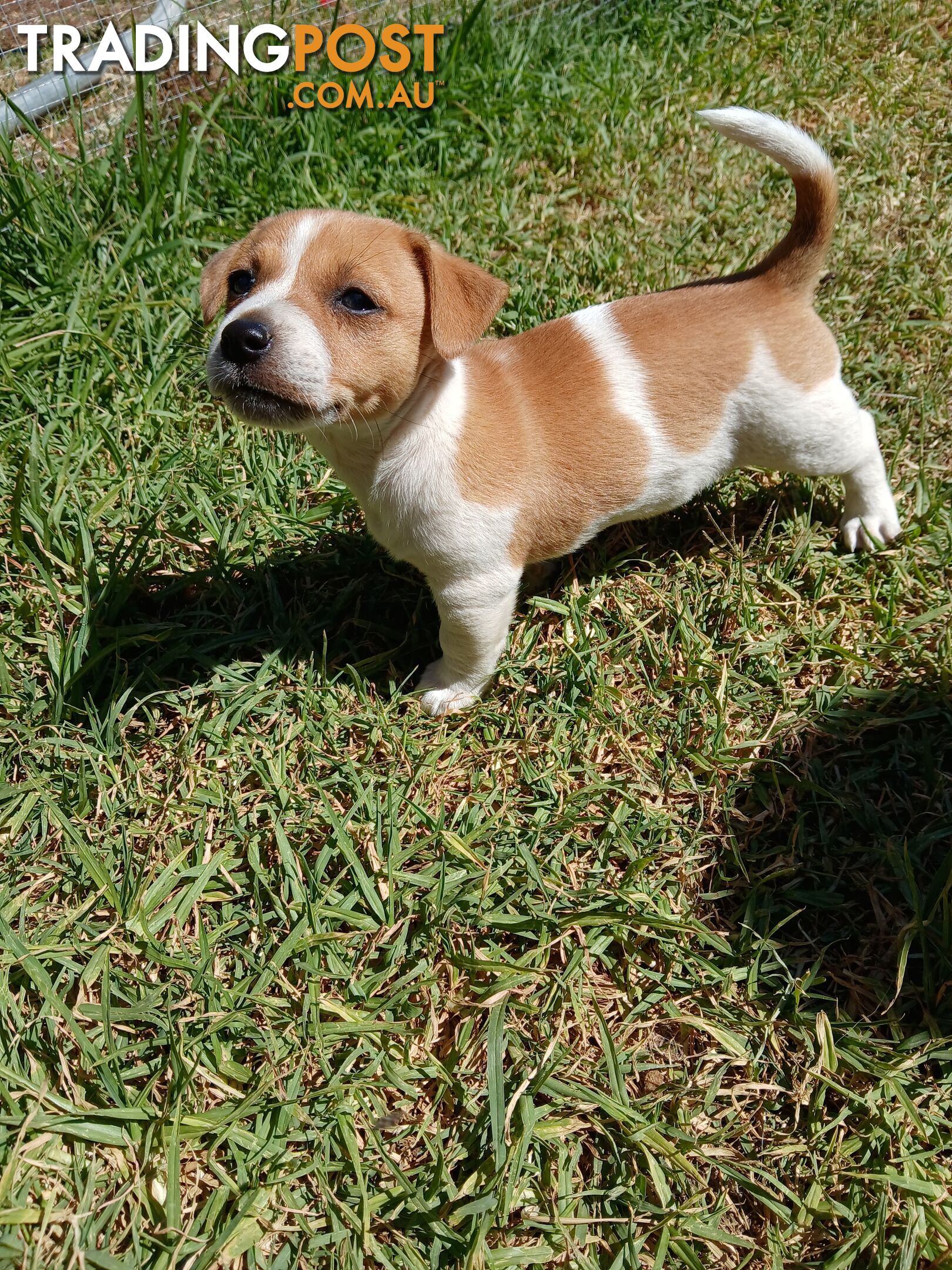 Jack Russell puppies