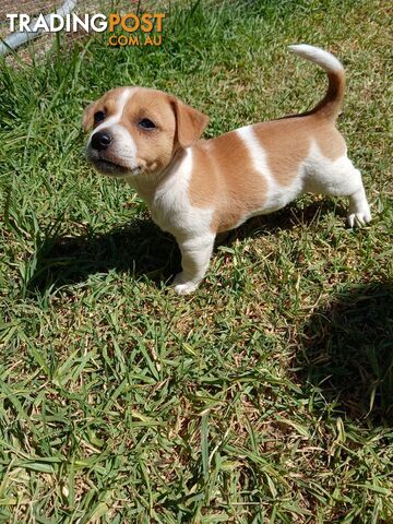 Jack Russell puppies