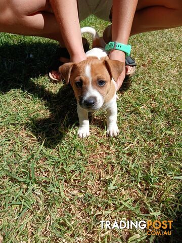 Jack Russell puppies