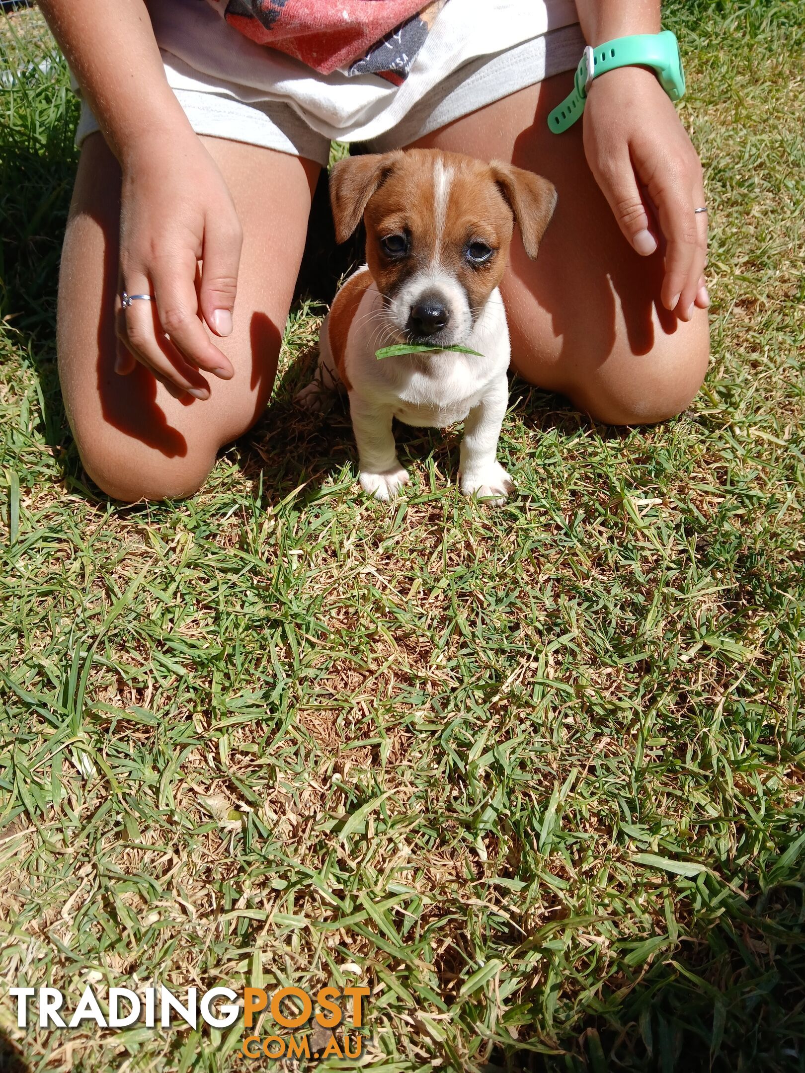 Jack Russell puppies