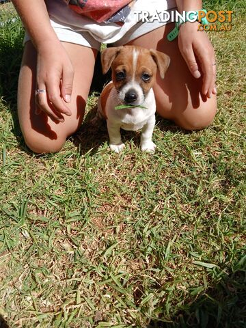 Jack Russell puppies