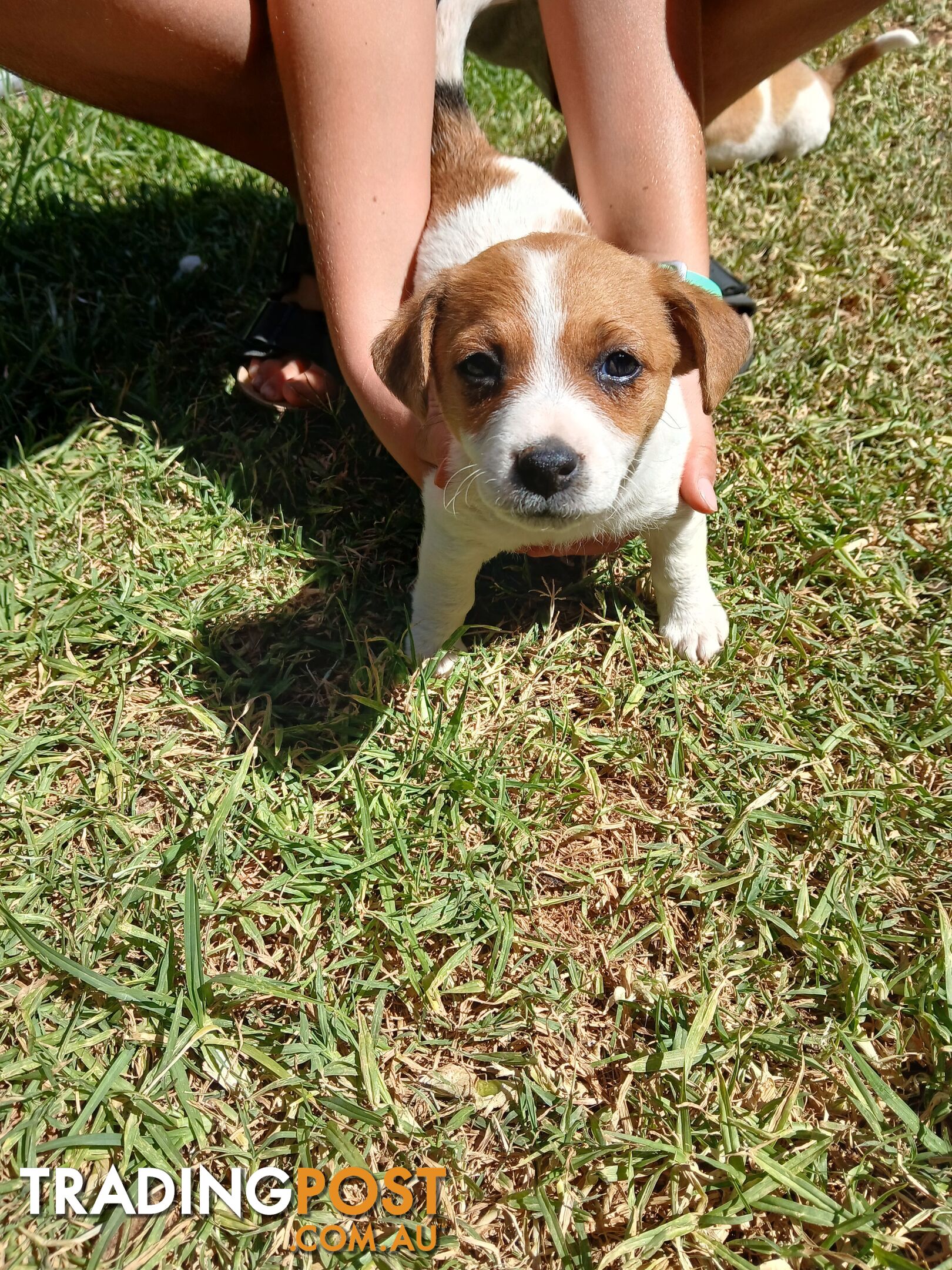 Jack Russell puppies