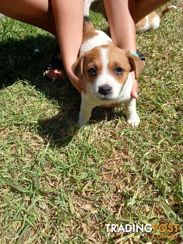 Jack Russell puppies