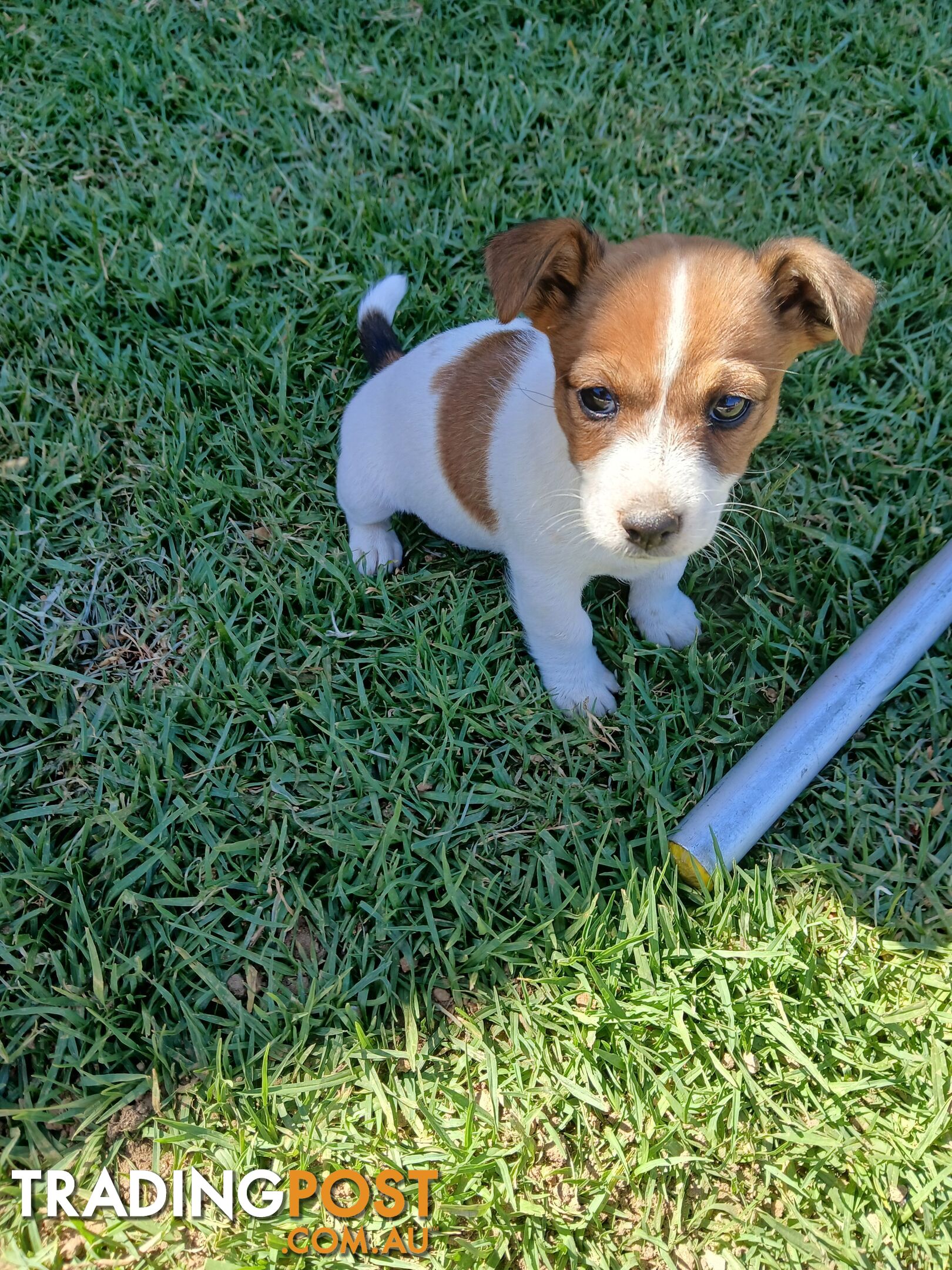 Jack Russell puppies