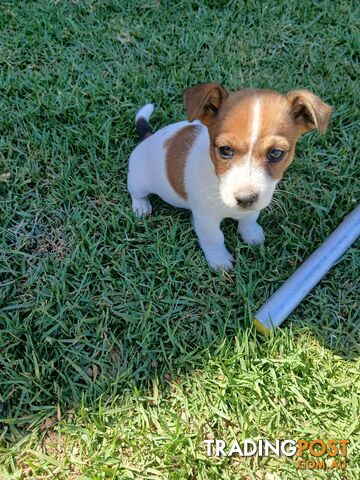 Jack Russell puppies