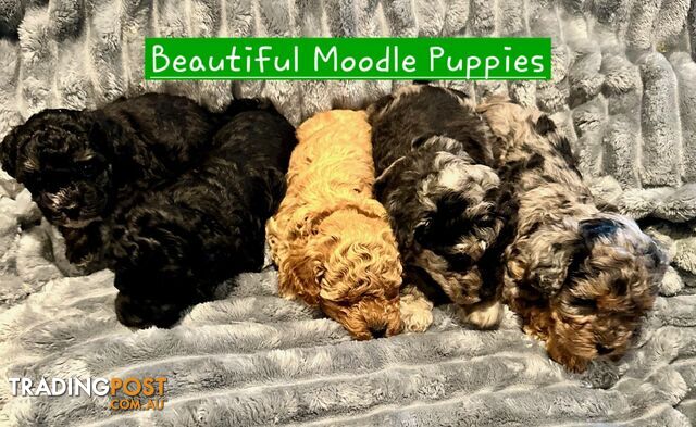 5 beautiful moodle puppies