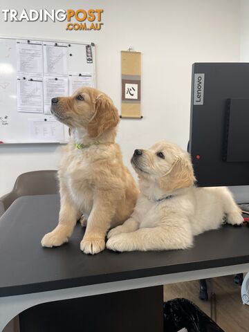 Golden Retriever Puppy for sale