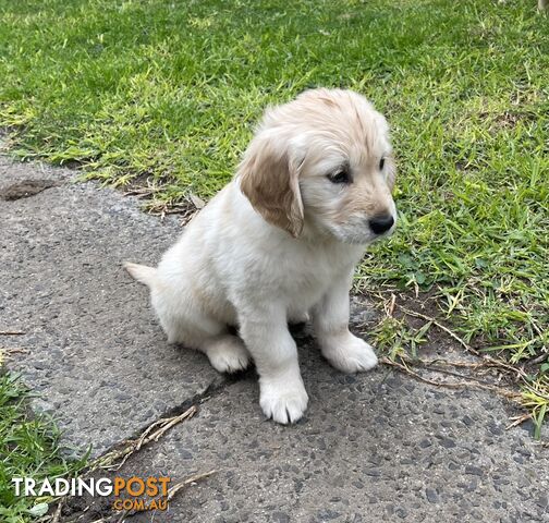 Golden Retriever Puppy for sale