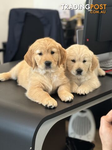 Golden Retriever Puppy for sale