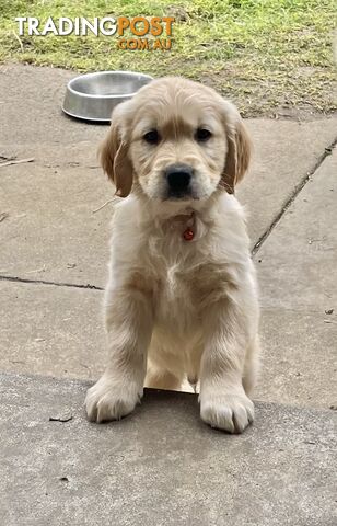 Golden Retriever Puppy for sale