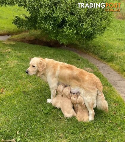 Golden Retriever Puppy for sale