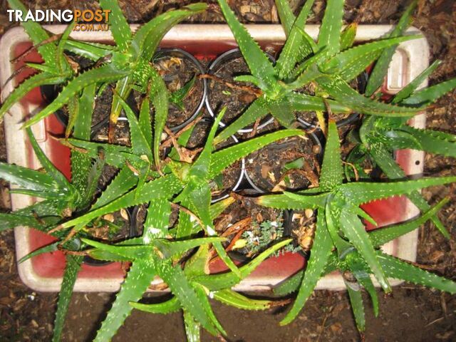 Aloe Vera Plant's Pots - Medicinal Value