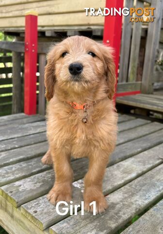 Golden retriever X Standard Poodle. Groodle puppies.