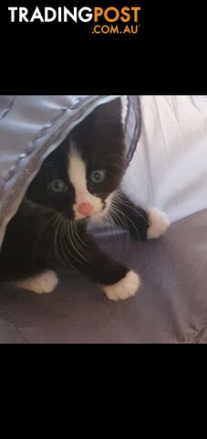 Beautiful 8 week old fluffy male tuxedo kitten