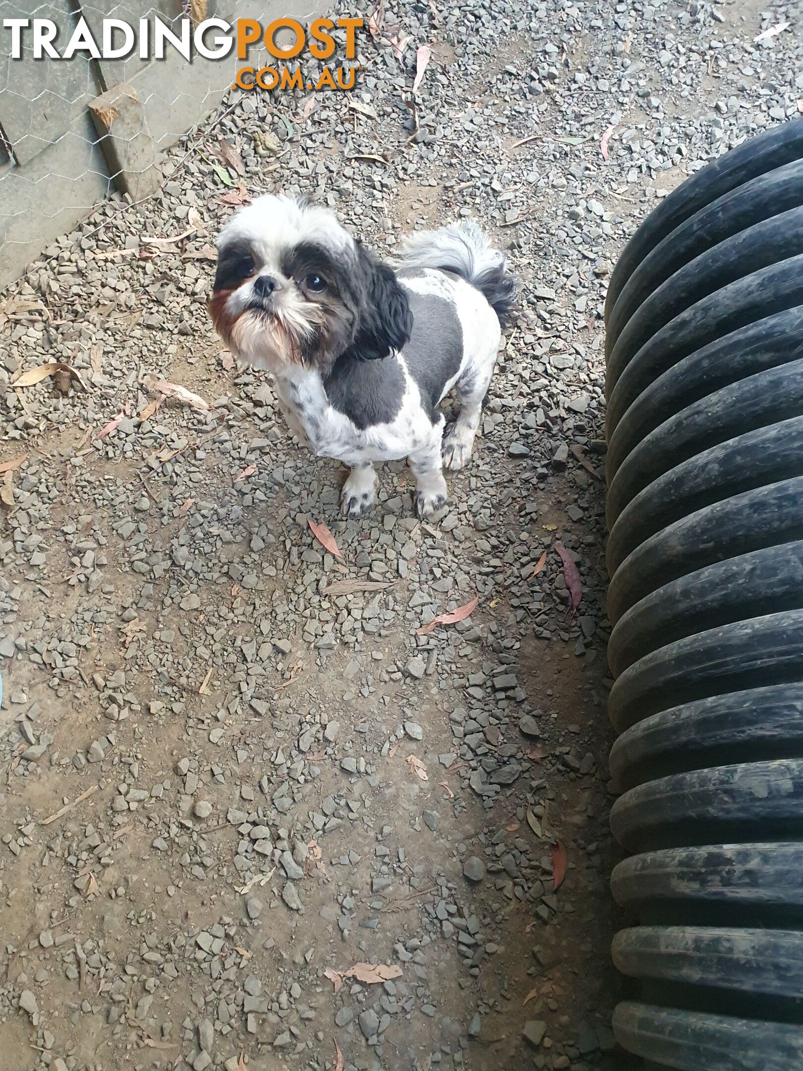 Maltese shihtzu