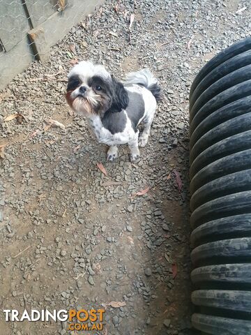 Maltese shihtzu