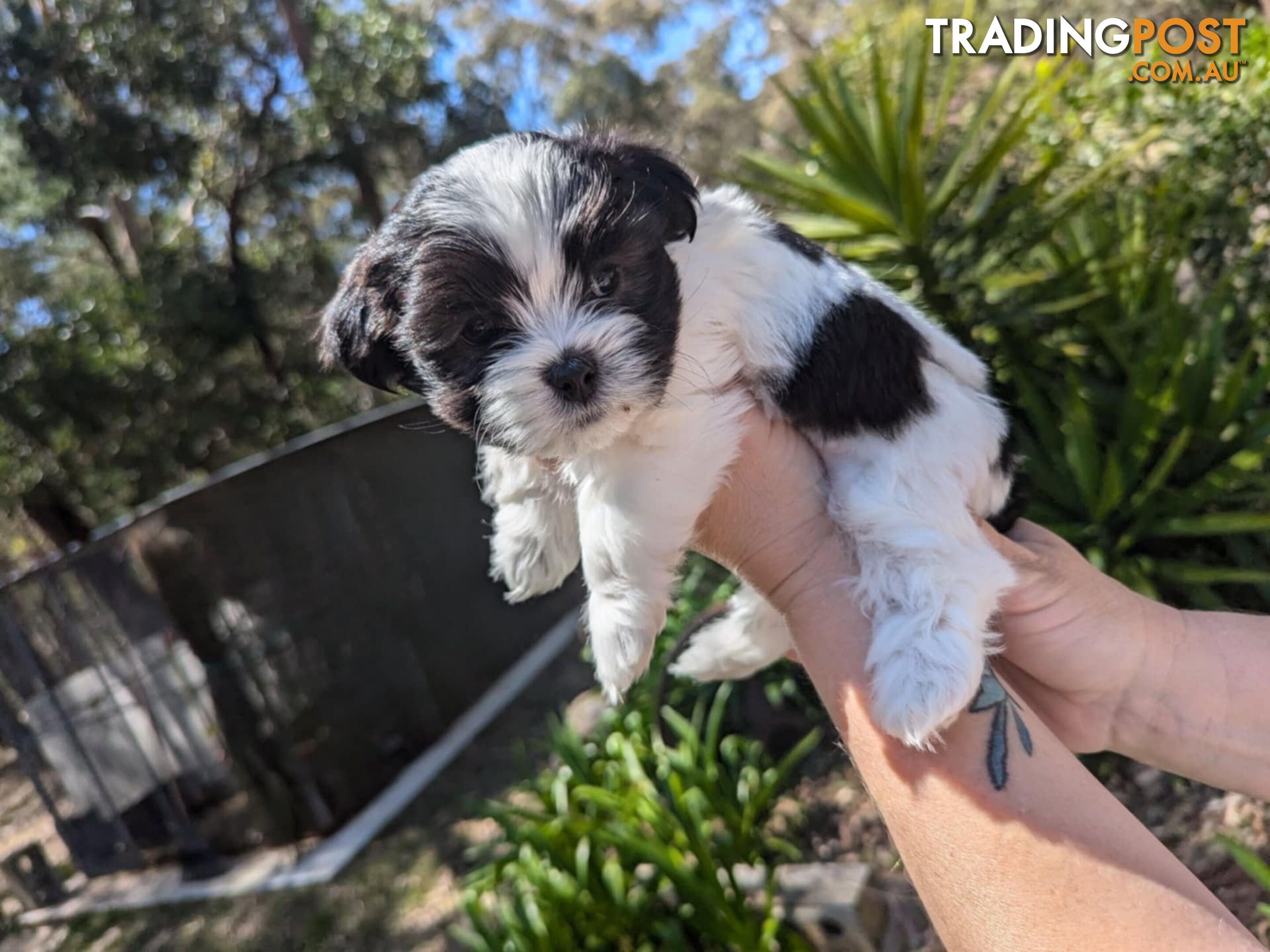 Maltese shihtzu