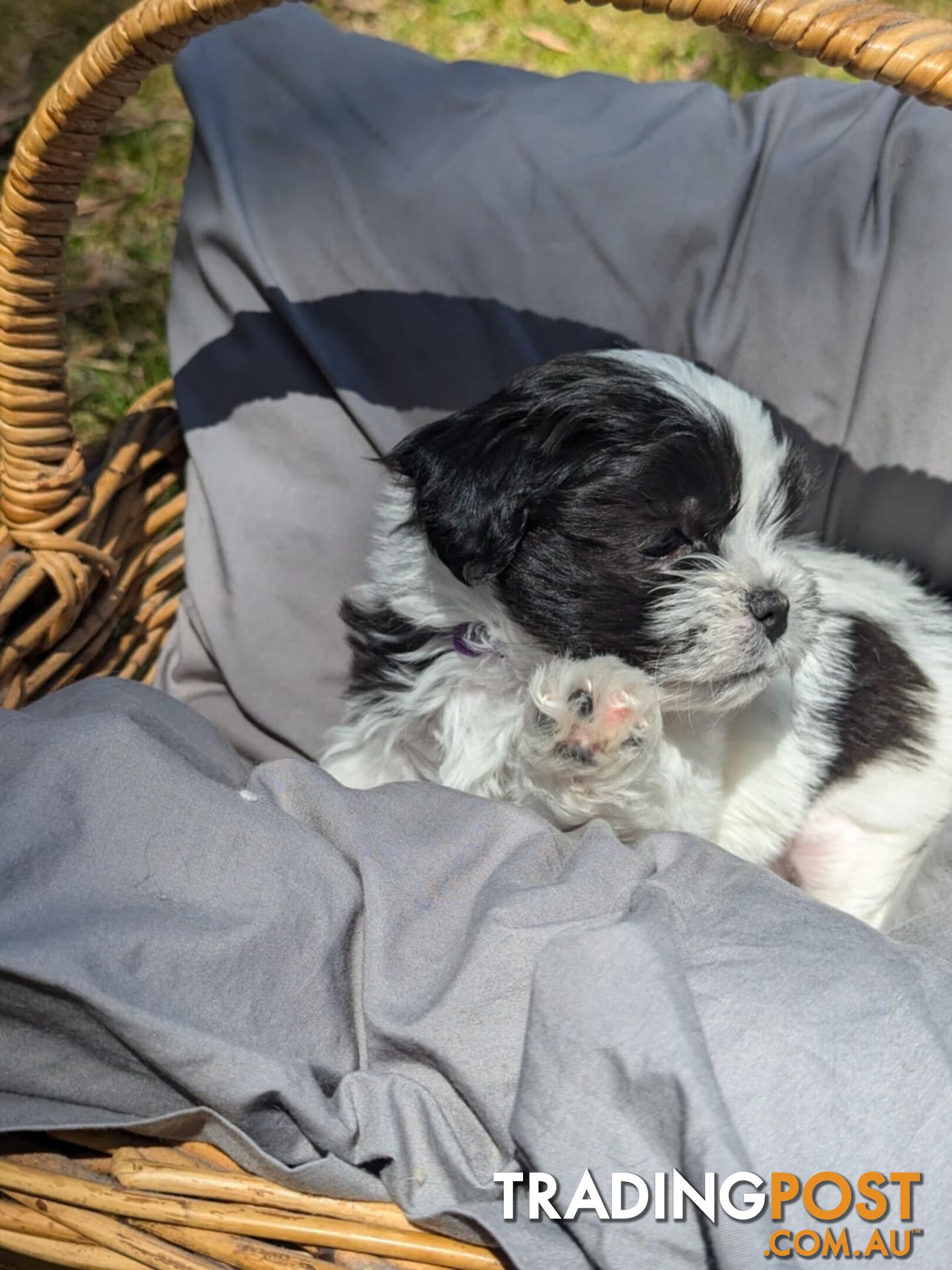 Maltese shihtzu