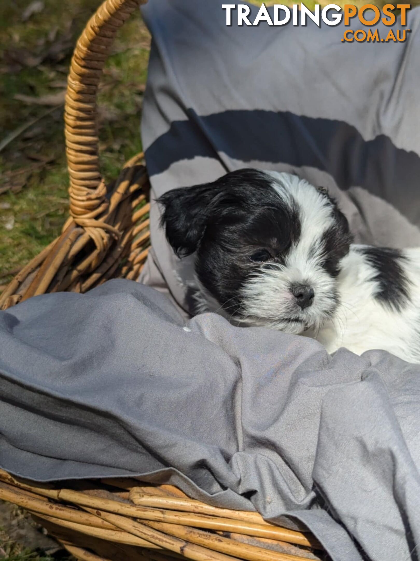 Maltese shihtzu