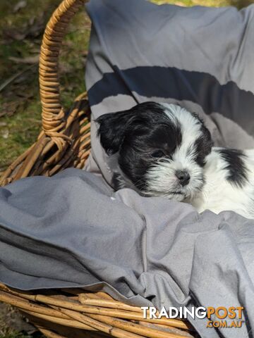 Maltese shihtzu