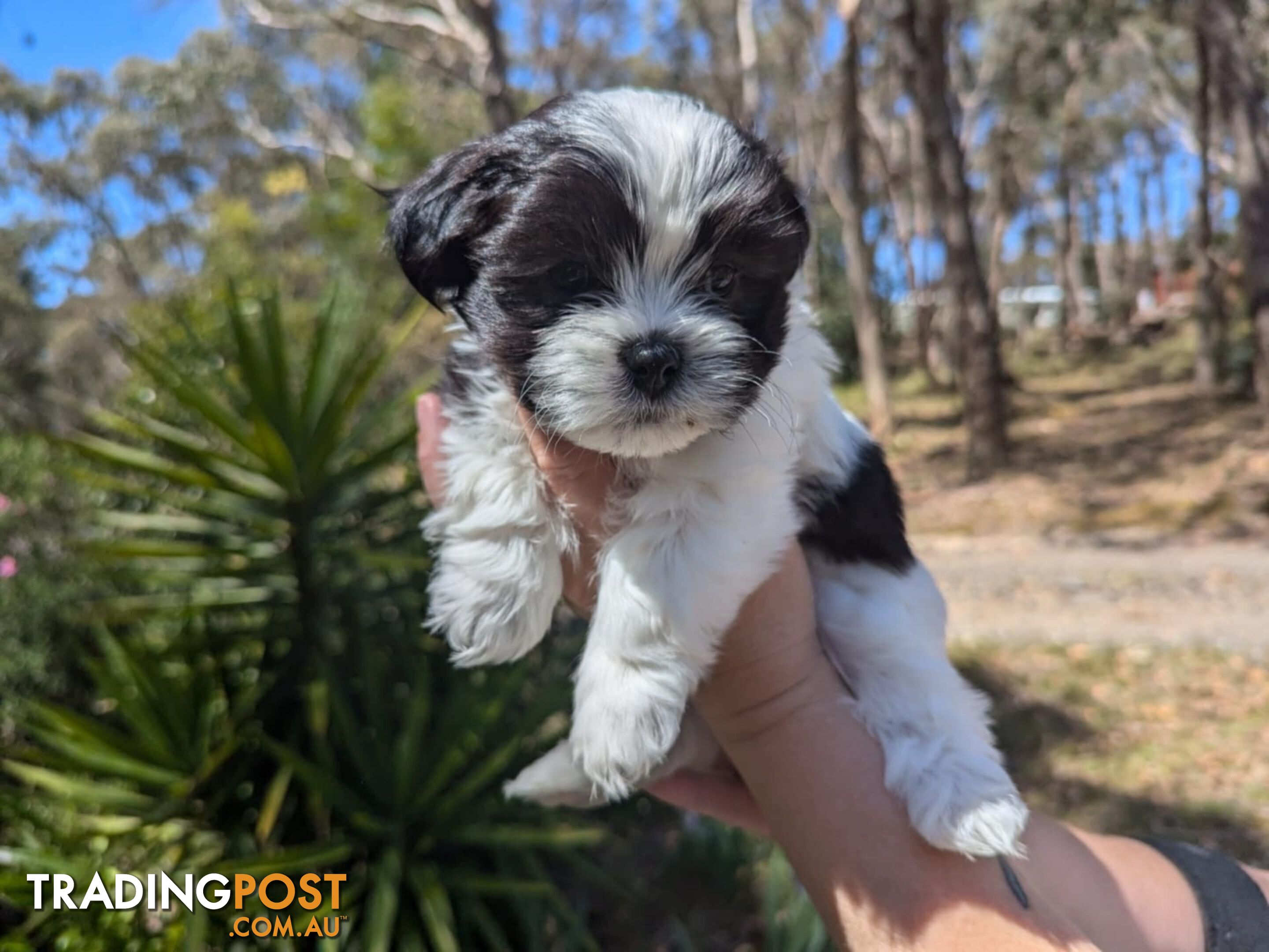 Maltese shihtzu