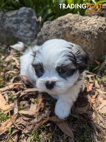 Maltese shihtzu