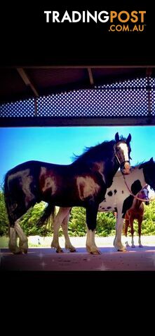 Gypsy x mare black & white, in foal
