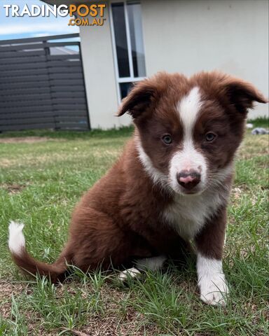 Purebred Border Collie Pups