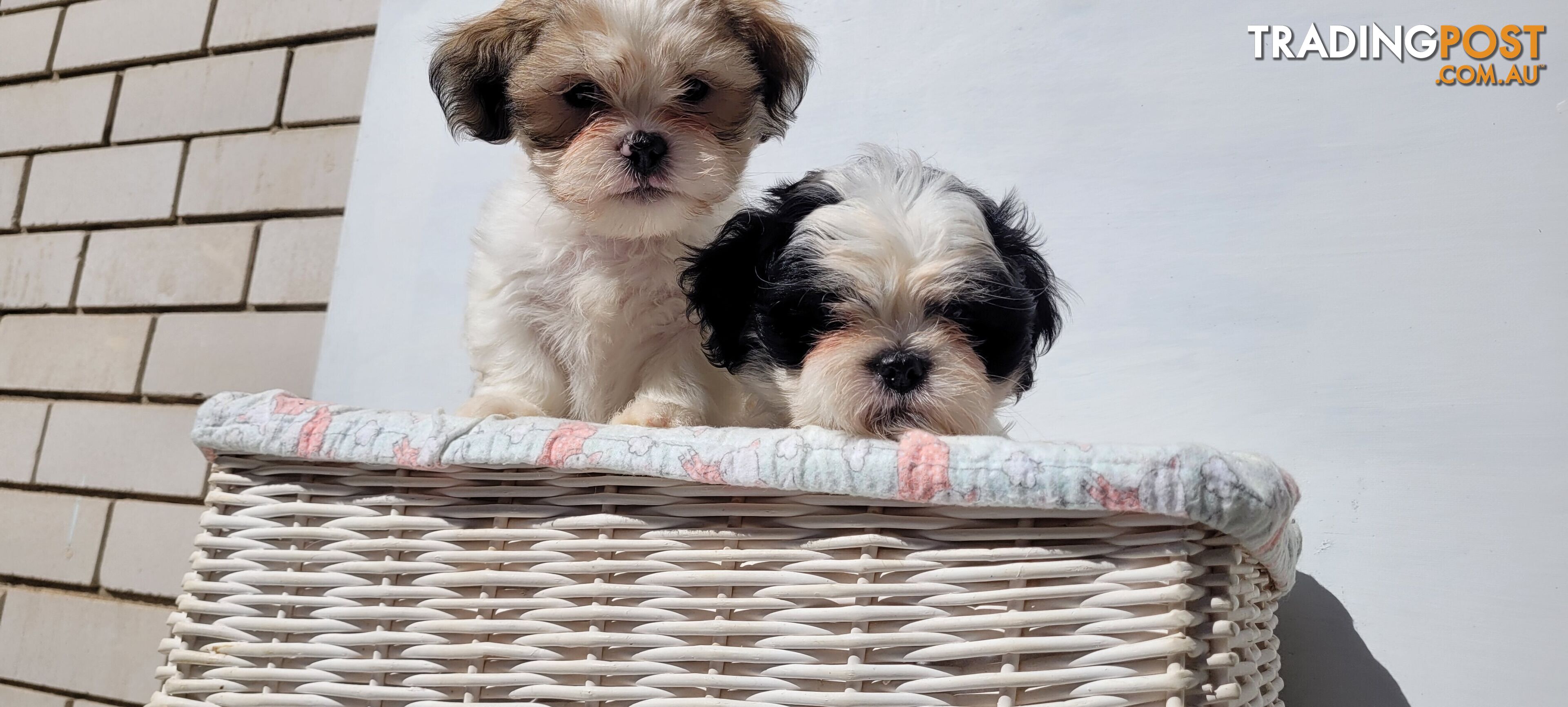 Maltese terrier X Shih tzu Microchipped and vaccinated (can also fly) 6 SOLD!!