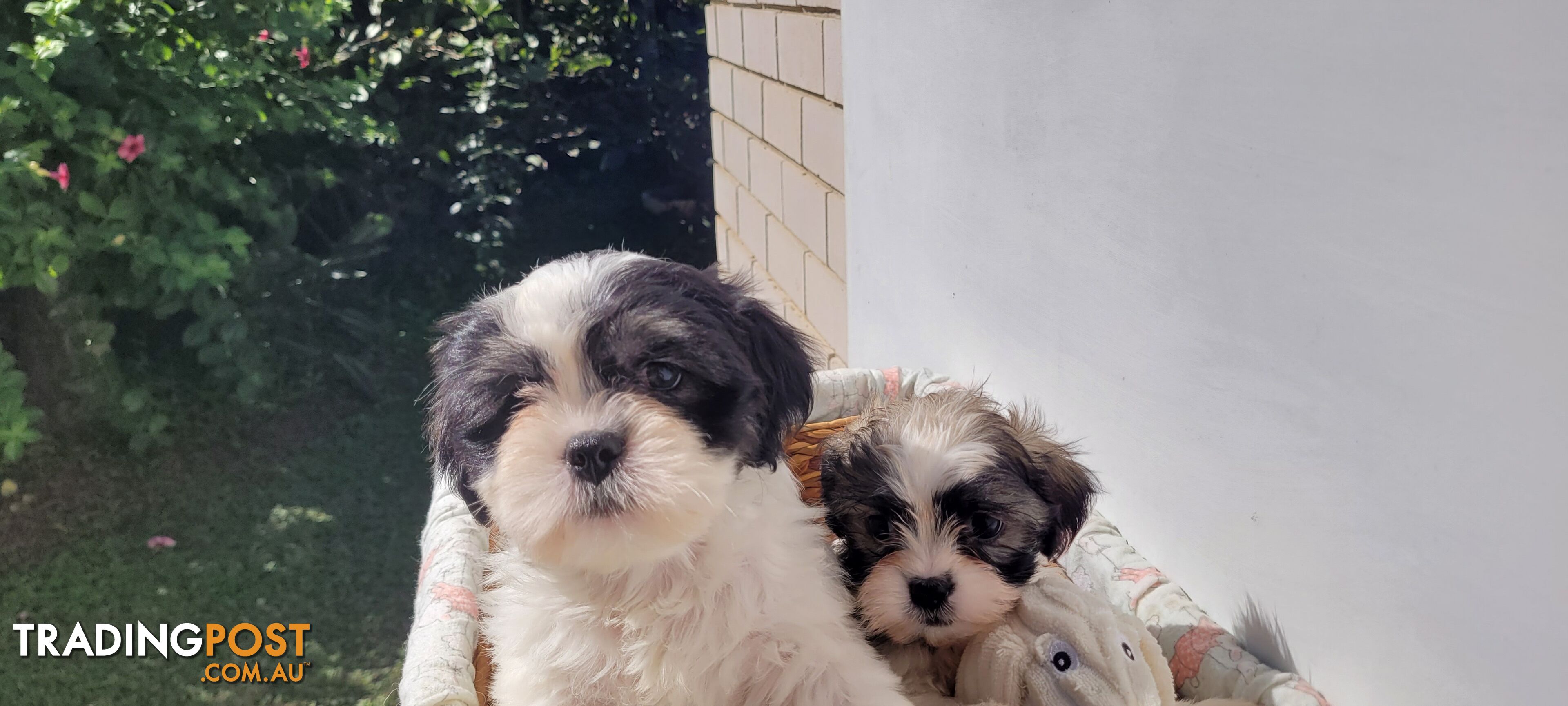 Maltese terrier X Shih tzu Microchipped and vaccinated (can also fly) 6 SOLD!!