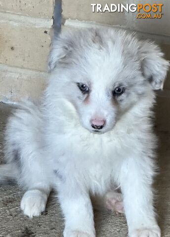 Border Collie puppies