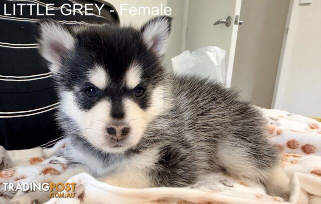 Adorable Pomsky Puppies - photo 4 of 8