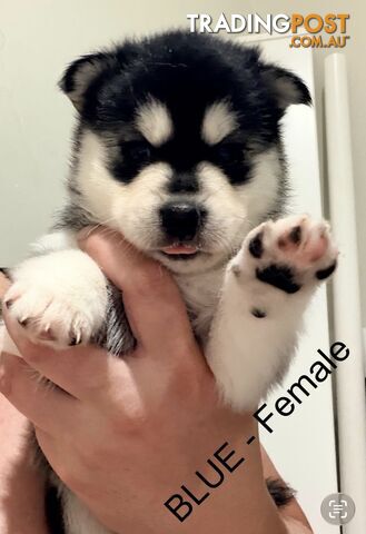 Adorable Pomsky Puppies - photo 2 of 8