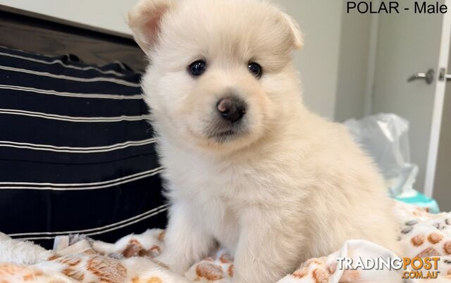Adorable Pomsky Puppies - photo 5 of 8