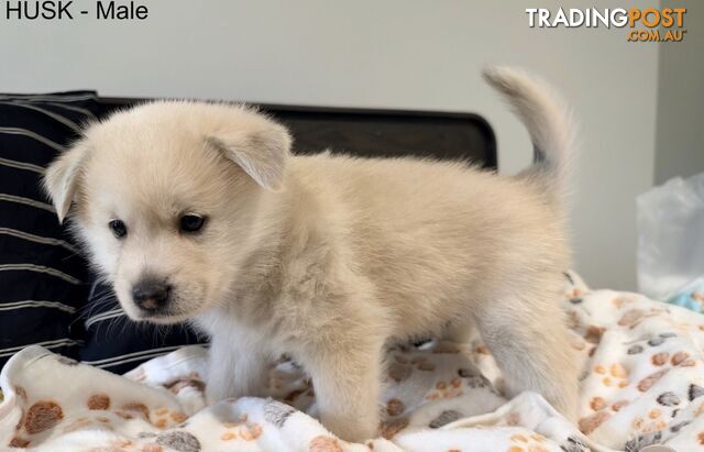 Adorable Pomsky Puppies - photo 3 of 8