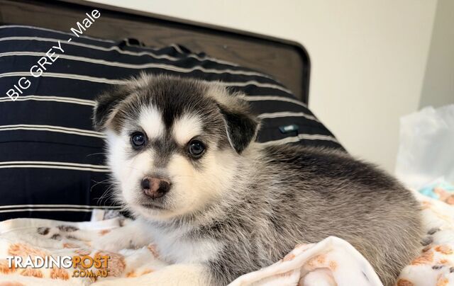 Adorable Pomsky Puppies
