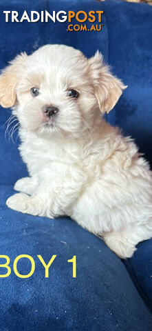 Maltese X Shihtzu puppies