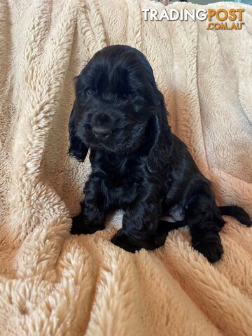 Pure Bred English Cocker Spaniels Six weeks old!  Ready June 28th 2024