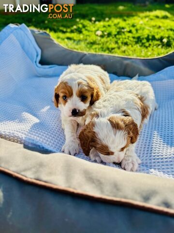 Gorgeous Cavoodle Pups Ready for their forever home!