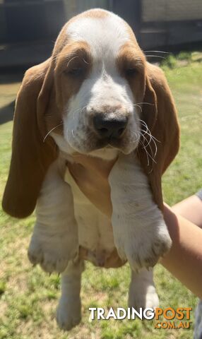 Purebred Basset Hound Puppies
