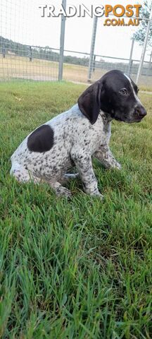 German Shorthaired Pointer