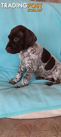 German Shorthaired Pointer