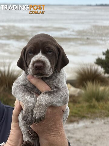 German short haired pointers