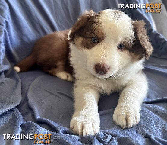 Pure breed border collie pups