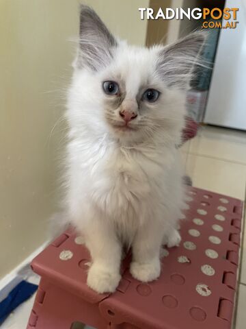 Purebred Ragdoll kittens