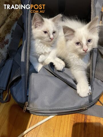 Purebred Ragdoll kittens